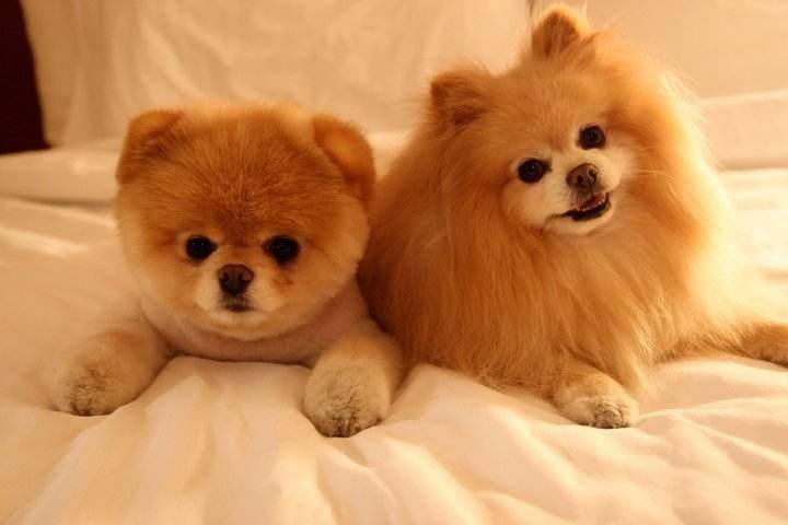 A Pomeranian or a Chihuahua? How do you know if you don’t compare