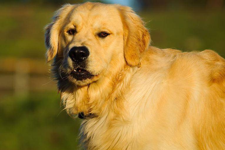 What if a golden retriever doesn’t eat? Check the reason yourself first