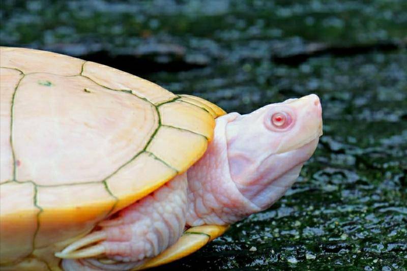 How can the tortoise be raised more spiritually? Find out the habits of grass turtles