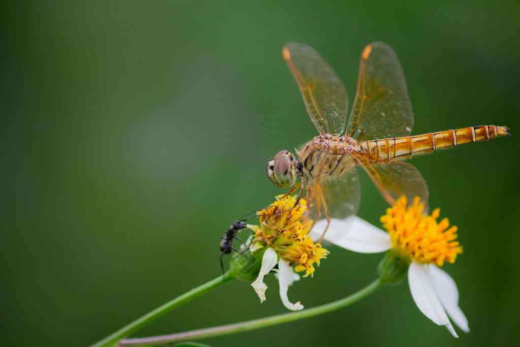 What do dragonflies eat, people’s favorite little field guard