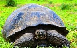 The longest lived turtle, is it still alive