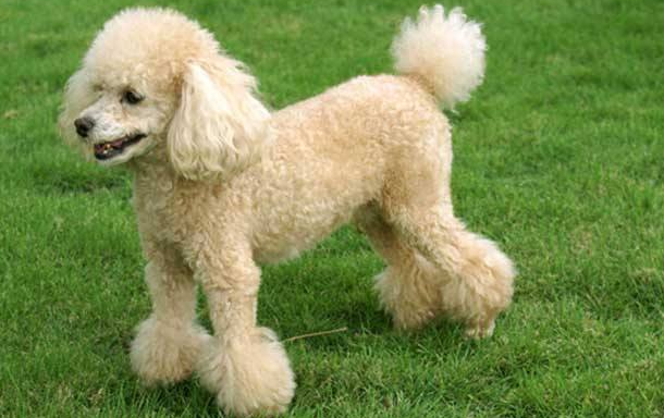 What if a poodle vomits and doesn’t eat? Find the exact reason first