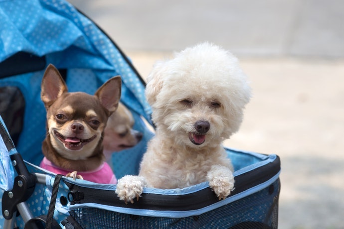 Top 10 Dog Strollers Ranking in 2022