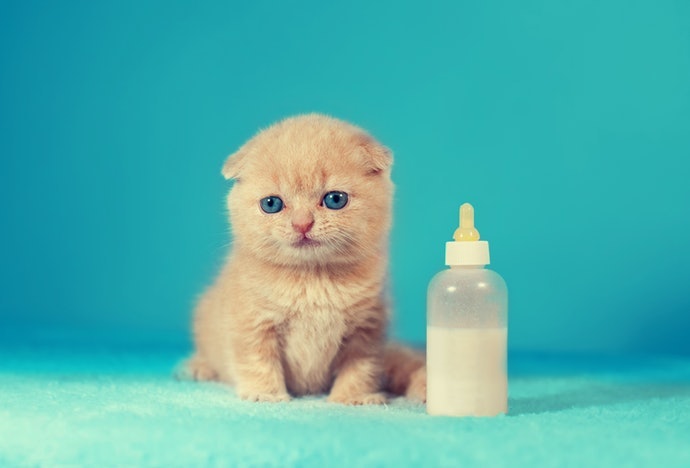 Top 8 most recommended cat milk in 2022