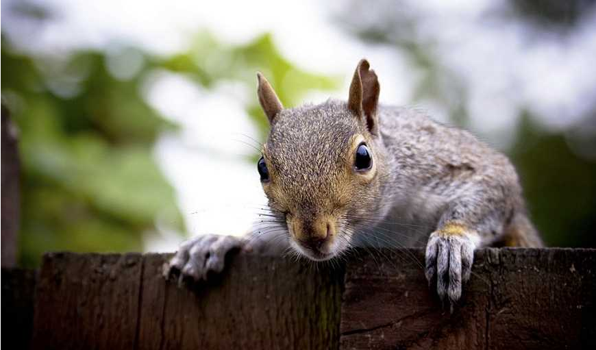 Do you know the habits of squirrels