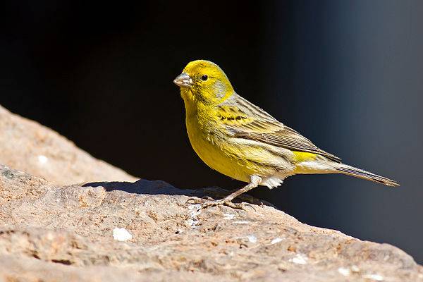 Canary prices canary prices are not high and easy to feed