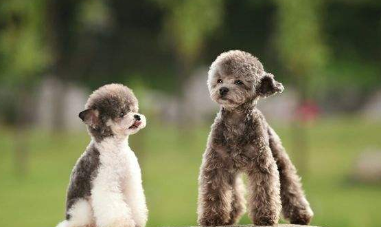 Poodle ear inflammation how to do? The common approach is this