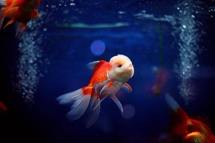How to raise a small goldfish will not die? Pay attention where attention should be paid