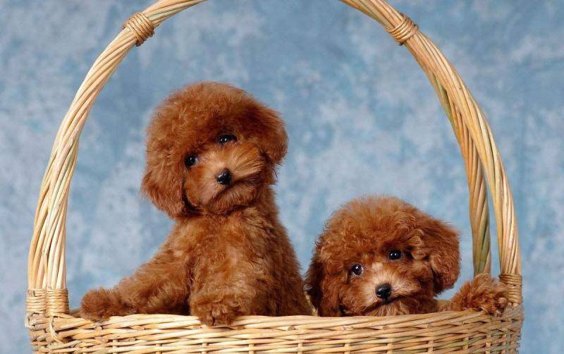 Do you have poodles in the wild? To learn about their history