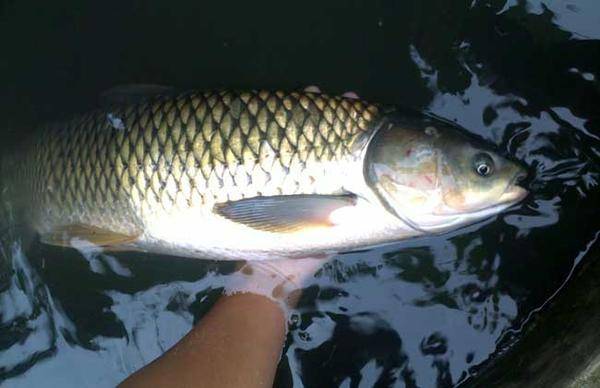What do grass carp like to eat? Not just water plants