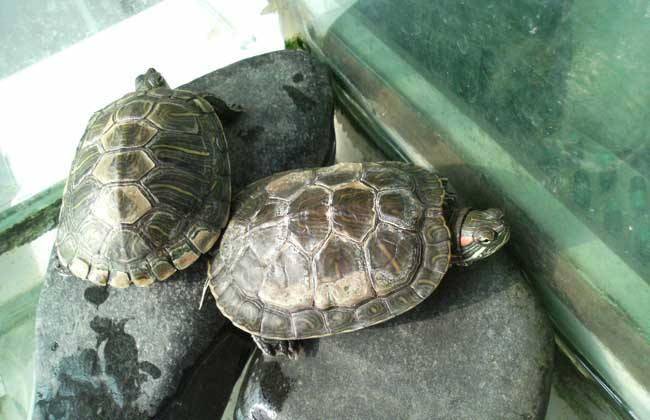 How to raise a turtle so it won’t die? Senior turtle owners reveal these points