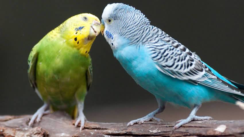 Budgerigars how to raise, so raise parrot can become essence