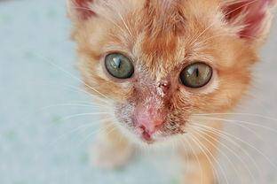 Cat tinea infects a person what symptom, should these cause attention