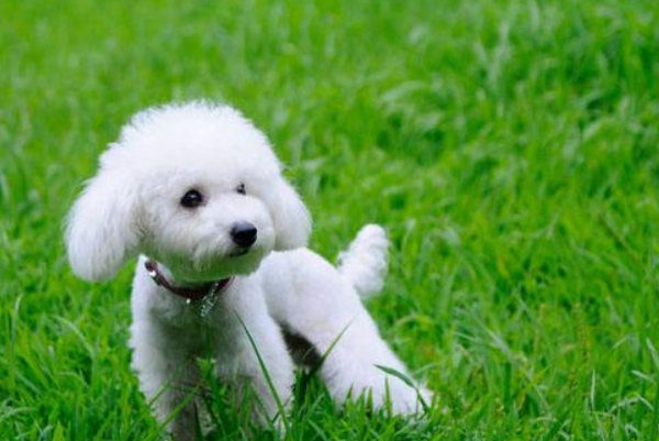 What’s wrong with poodle urine yellow? Check these out