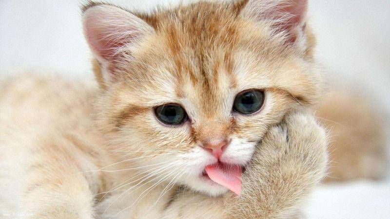 Is male cat urine blood how to return a responsibility? Be careful