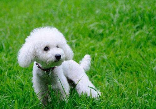 Do poodles get hot when they often eat dog food? Is there a reason for that?