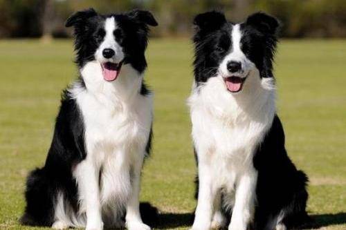 What kind of fruit can a border collie eat, but there are many kinds
