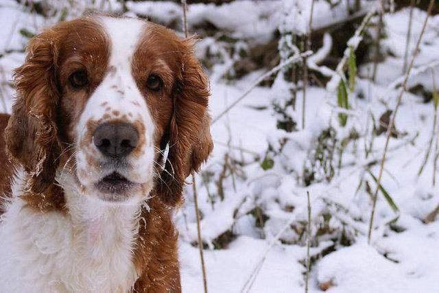 Can a purebred Springer spaniel eat meat? Experts suggest so