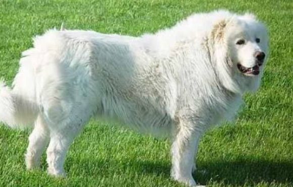 The food the great Pyrenees can eat, a lot of it is ok