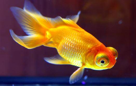 Keep a few goldfish best? It depends on the feeding space