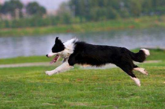 Can a border collie eat cake? You can read it before you decide
