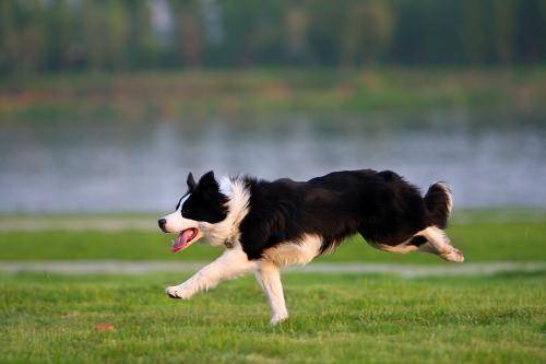 How are border collies fed? Don’t worry about your high IQ