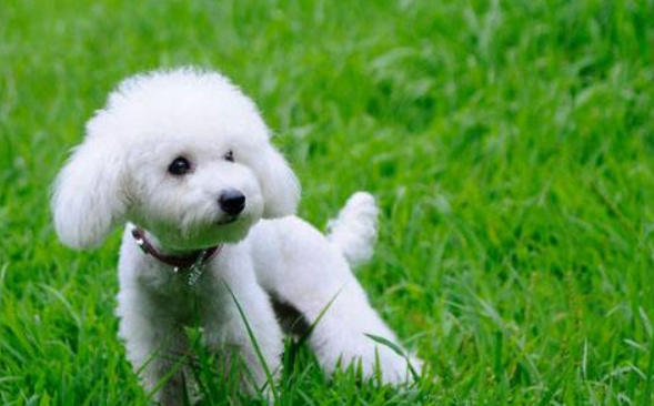 Poodle urine yellow how to do? Compare these cases