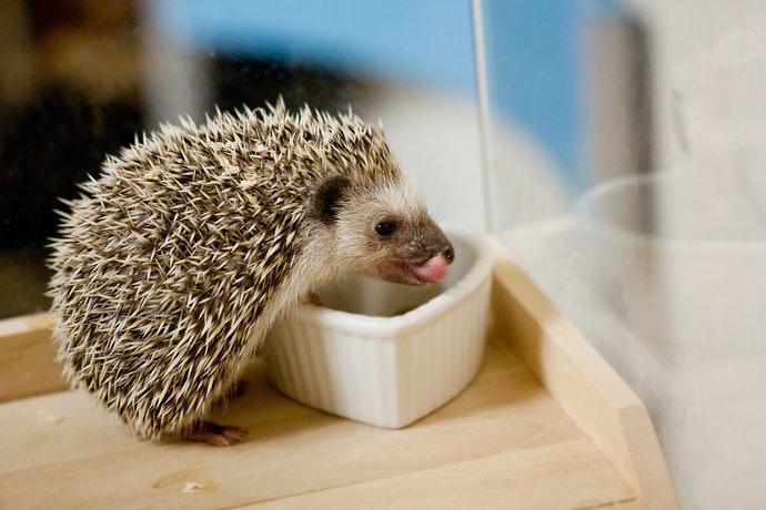Top 8 popular hedgehog foods recommendations in 2022