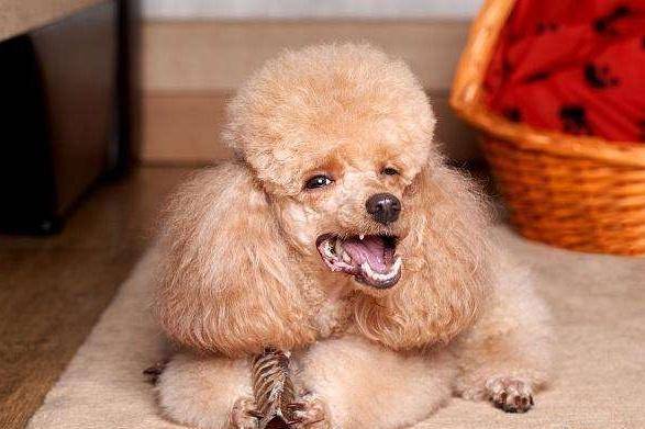 What dogs are similar to poodles? These are very close relatives