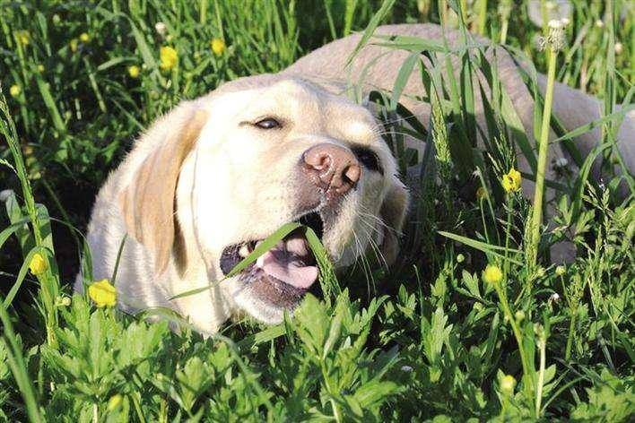 Why do dogs eat grass? For reasons you might not expect