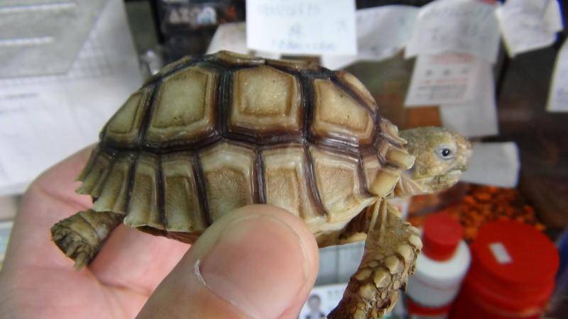 Are Sukada tortoises easy to keep? Look at these conditions