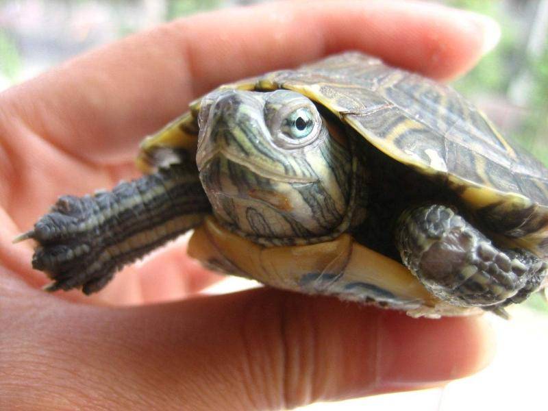 How to keep a pet turtle? A guide for beginners