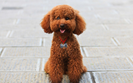 What if the poodle is thin? We have to analyze the specific reasons