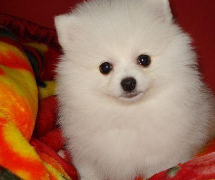 What’s wrong with Pomeranian shit? Think about it in these terms