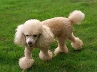 Standard poodle how pure is not pure? Through these several aspects