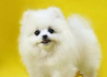 Pomeranian dog vaccination precautions, mainly the following points