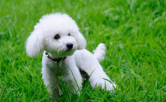 What kind of dog food is good for a small poodle? Just follow these standards