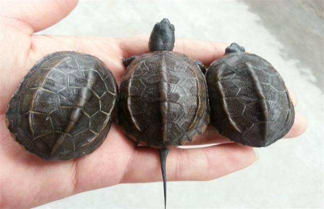One good turtle or a pair? Know the why and know the why