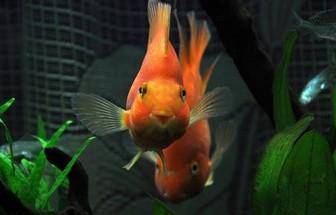 How to raise red parrot fish? That’s what the keeper said