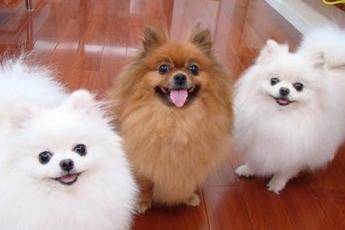 Pomeranian handsome interface serious hair loss? Normally they don’t