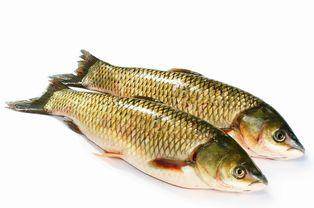 What bait does grass carp like to eat? Besides eating grass and these