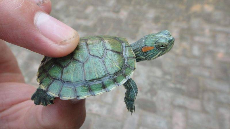 What do Brazilian red-eared turtles eat? That’s all you need to pay attention to