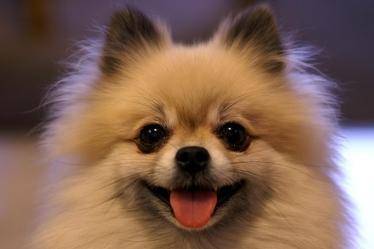 How does a Pomeranian bark? It takes a little time to train