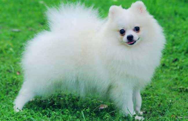 What reason is Pomeranian tear mark? These are common reasons