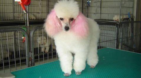Poodles have white fur on their chest, okay? There’s another way to look at it