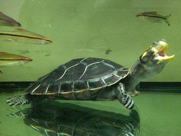 How to raise yellow head turtle? It’s actually quite simple