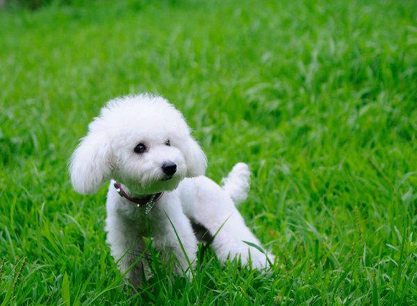 How does the skin disease of poodle do? These care work must be done properly