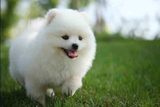 How much dog food does Pomeranian eat every day? You can do it based on these factors