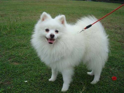 Pomeranian dilute blood how to do? It’s easy when you know why