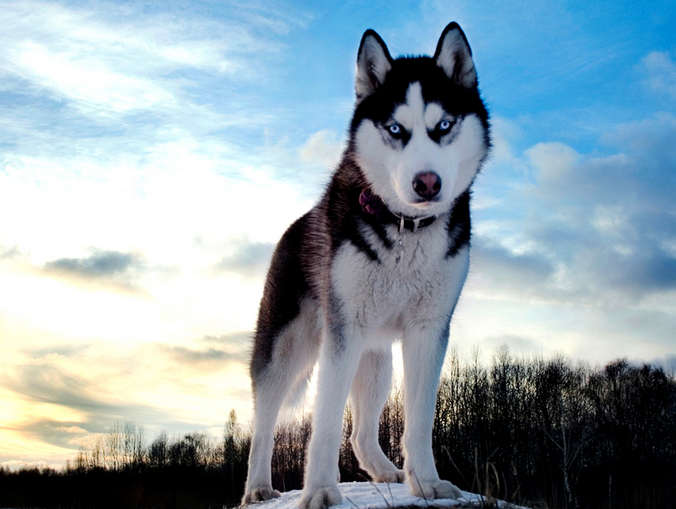 What can’t Huskies eat? These are especially careful